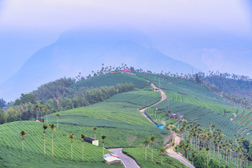 Fototapeta premium Beautiful green tea crop garden rows scene with blue sky and cloud, design concept for the fresh tea product background, copy space.