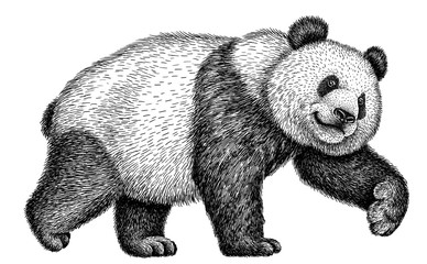 black and white engrave isolated panda illustration © Turaev