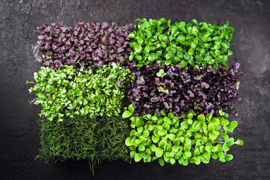 Fresh Japanese Sakura Garden Cress Germ Bud Mix As Top View On A Black Board With Copy Space