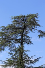 Tree in the park