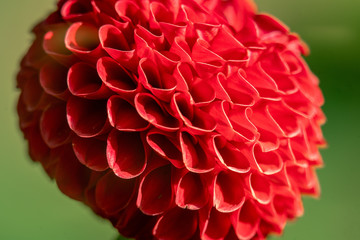 Macro shot of a red  pompon "Hapet Red Marble" dahlia flower