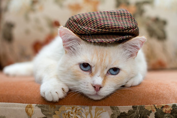Portrait of a blue-eyed red cat in a brown cap with scars on his face