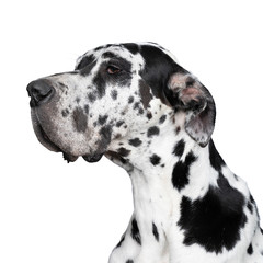 Portrait of the head of a Great Dane Dog or German Dog, the largest dog breed in the world, Harlequin fur, white with black spots, sitting isolated in white background - obrazy, fototapety, plakaty