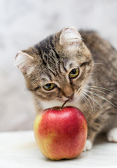 Close-up of a striped kitten with frostbitten ears sniffing a red apple