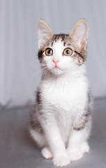 Portrait of a little kitten with a white breast, which sits on a gray background and looks into the distance with yellow eyes