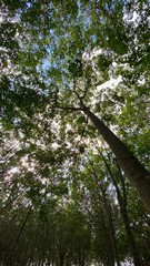 tree in the park
