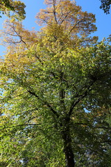 Laubbaum, Baum, Herbst
