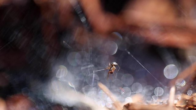Macro Spider in Dewy Web