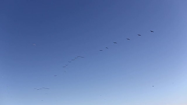 Seabirds Overhead