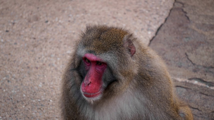 Monkeys in the City Park in Launceston Tasmania, Australia