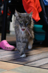Obraz premium Closed up of domestic adorable black grey Maine Coon kitten, young peaceful cat in sunshine day