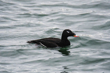 A view of a White-winged Scoter swimming  in the sea. White Rock    BC Canada    November 28th 2019