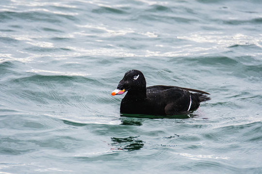 A view of a White-winged Scoter swimming  in the sea. White Rock    BC Canada    November 28th 2019