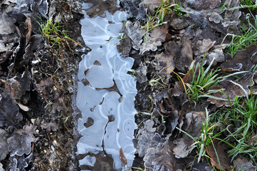 frozen puddle in a tire track on forest floor