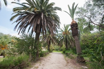 Dirt road between date palm trees; Tunis; Tunisia
