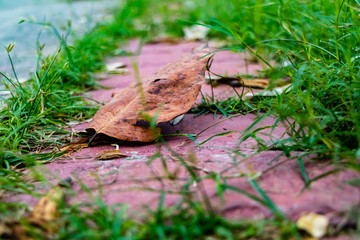 dried leaf on the sidewalk in the park with green grass and red breaks. dried concept