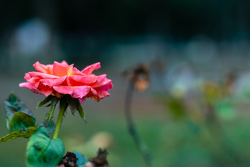 Fototapeta na wymiar low angle shot of beautiful floribunda flower on blurry background with copy space. rose day concept