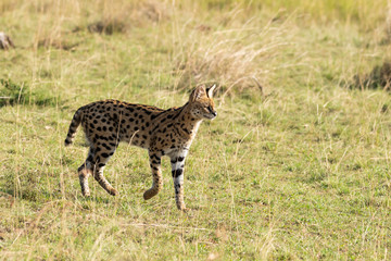 A female serval cat walking in the grasslands of Masai Mara National Reserve during a wildlife safari