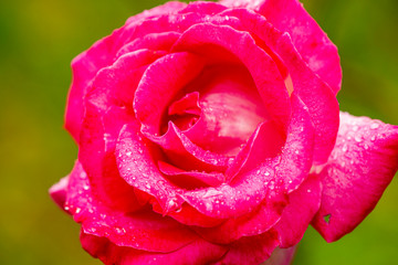 FIORE ROSA