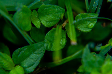 rain drops on wild green leaves in the forest. wild concept