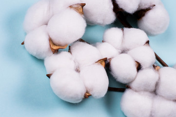 branch of white soft cotton on blue background