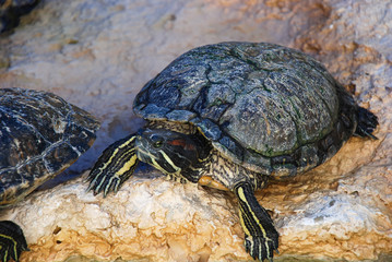 Close up of a Painted Turtle (Chrysemys picta)