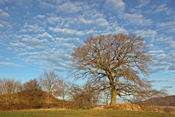 Alte Eiche im Winter vor Altocumulus-Wolken
