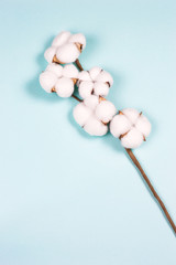 branch of white soft cotton on blue background