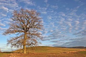 Alte Eiche im Winter vor Altocumulus-Wolken