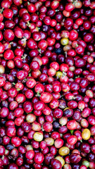 Close up coffee berries in the plant