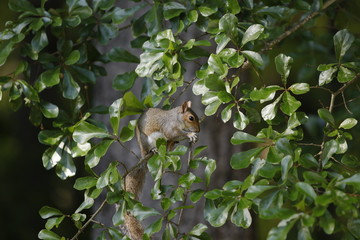 squirrel on tree