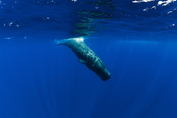 Sperm whale dive underwater blue ocean in Mauritius.