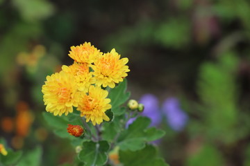 黄色い菊の花