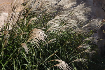 Gras, Chinagras