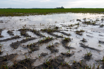 Icy wheat field in late autumn.