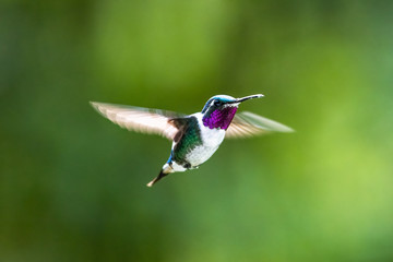 Blue hummingbird Violet Sabrewing flying next to beautiful red flower. Tinny bird fly in jungle. Wildlife in tropic Costa Rica. Two bird sucking nectar from bloom in the forest. Bird behaviour