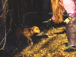 Little girl meeting abandoned golden puppy outdoors in winter willing to take him home and adopt