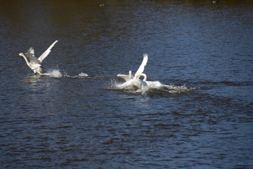 家族が助けに来ました。こどもがよそのおじさんかおばさんを怒らせて。オオハクチョウ。日本、千葉県。2019年冬