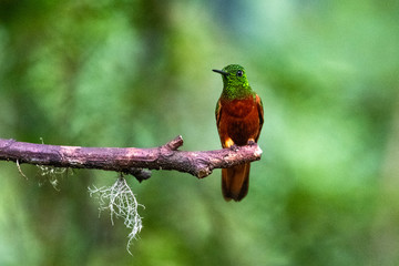 Blue hummingbird Violet Sabrewing flying next to beautiful red flower. Tinny bird fly in jungle. Wildlife in tropic Costa Rica. Two bird sucking nectar from bloom in the forest. Bird behaviour