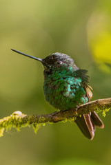 Buff-winged Starfrontlet - Coeligena lutetiae, beautiful green hummingbird from Andean slopes of South America, Yanacocha, Ecuador.