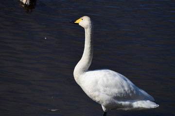 黒いしるしは、彼か彼女の個性、世界のどこかで君に気づく。オオハクチョウ成鳥。黄色い嘴に黒い特徴的模様