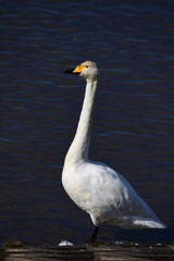 黒いしるしは、彼か彼女の個性、世界のどこかで君に気づく。オオハクチョウ成鳥。黄色い嘴に黒い特徴的模様