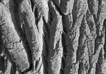 fragment of tree bark structure for background and design