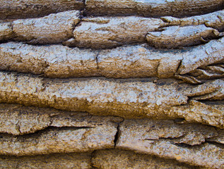 fragment of tree bark structure for background and design