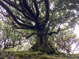 Mystical ancient laurel tree covered with perennial moss. Laurisilva forest. Madeira Island Portugal.
