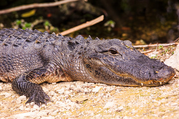 Close up picture of aligator head with teeth in the Everglades in spring