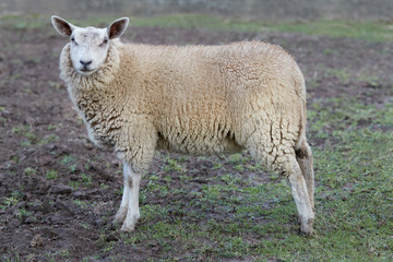 Fototapeta premium Flemish white sheep ewe in the meadow