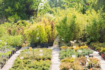 Potted plants at nursery