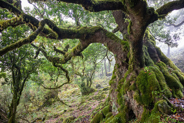 Ancient laurel tree covered with moss.