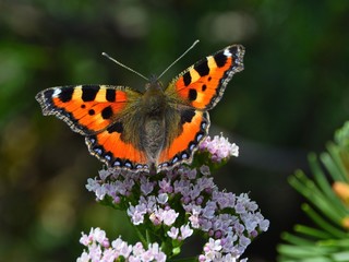 Obraz premium Kleiner Fuchs